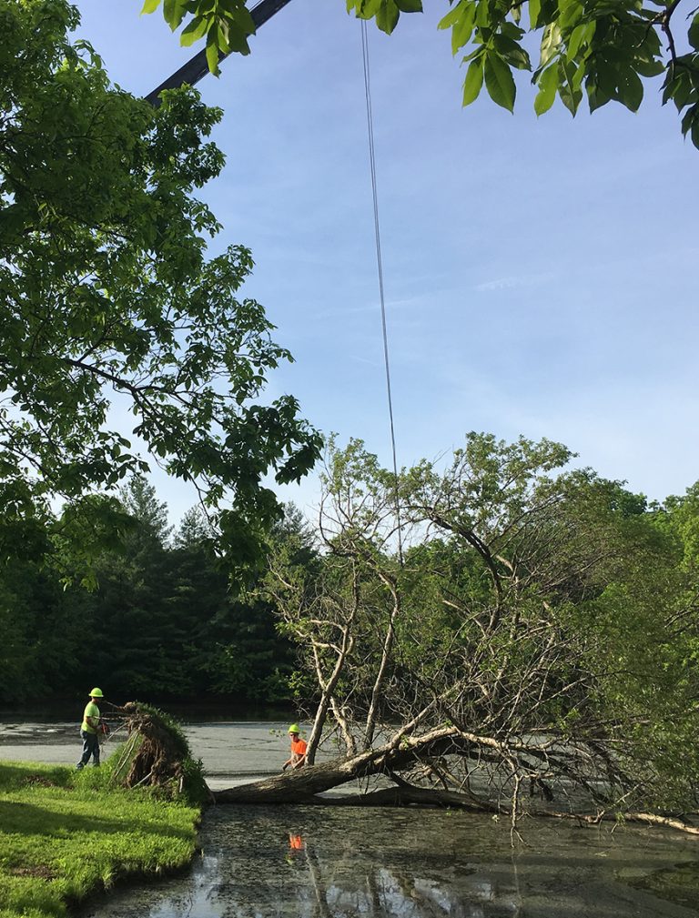 Korte Tree Care - Business Photo